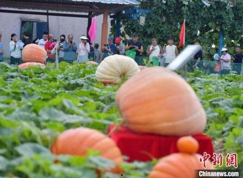 吃瓜网红打卡地  第3张