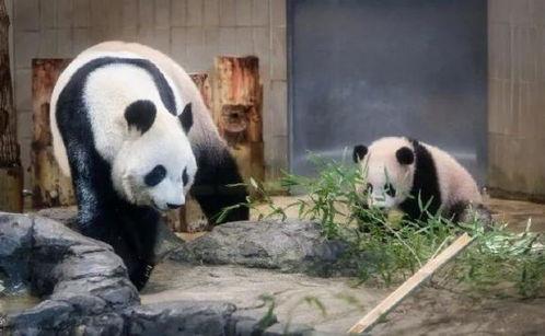 上海熊猫爆料事件最新,真相与争议交织的动物保护风波  第3张